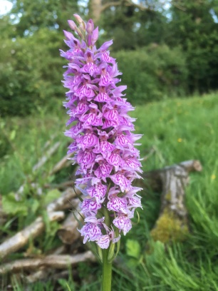 spotted Orchid