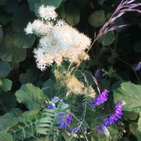 Tufted vetch and meadowsweet